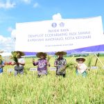 Panen Raya Demplot Ecofarming di Baruga Meningkat Hingga 9 Ton